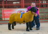 Reserve Overall Champion Lot 44 (Ram Lamb) from GI Richmond Sullom sold for 650
